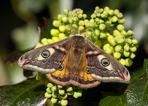 Emperor moth photo by Dean Morley